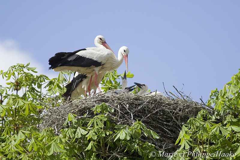 Cigogne 3438_wm.jpg - Jusqu'à l'âge d'environ 20 jours, les petits ne sont jamais seuls au nid. Les adultes se relaient en permanence, souvent aussi pendant la nuit, pour aller chercher la nourriture nécessaire à leur nichée. Un des parents vient d'arriver, l'autre s'envolera quelques secondes après que cette photo ait été prise. (Munster, Alsace, France, avril 2008)